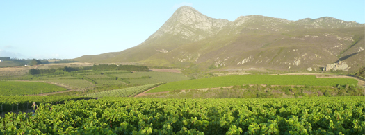 Vineyards at Domaine des Dieux